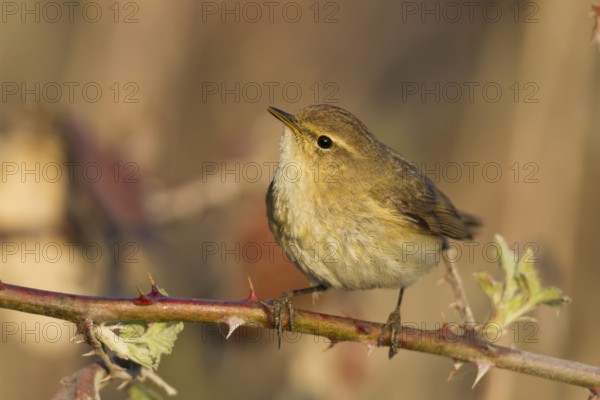 Common Chiffchaff - Zilpzalp - Phylloscopus collybita ssp. collybita, Germany
