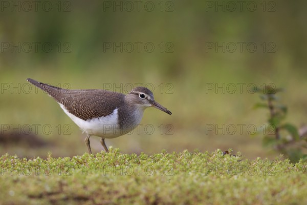Common Sandpiper (Actitis hypoleucos) foraging, North Rhine-Westphalia, Germany