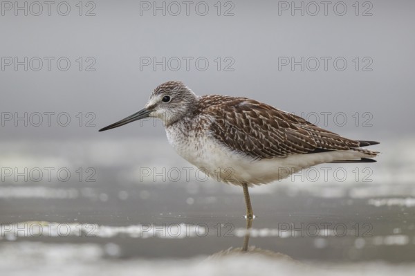 Common Greenshank (Tringa nebularia), North Rhine-Westphalia, Germany