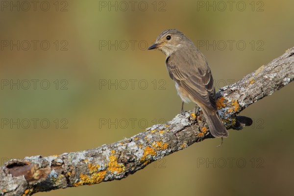 Spotted Flycatcher (Muscicapa striata) perched on lichen branch, Andalusia, Spain