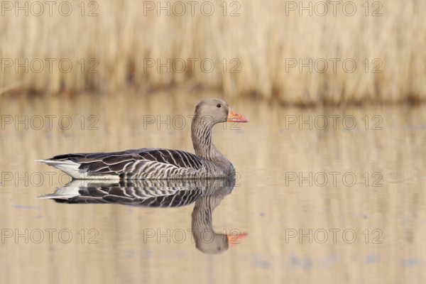 Greylag goose (Anser anser), swimming, North Rhine-Westphalia, Germany