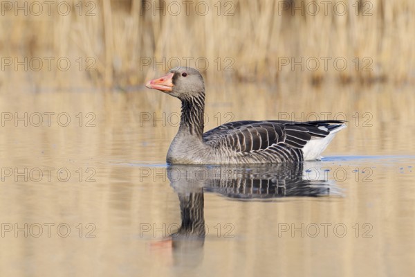 Greylag goose (Anser anser), swimming, North Rhine-Westphalia, Germany