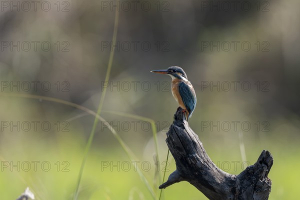 Kingfisher (Alcedo atthis), sitting on a dead tree trunk, Bandhavgarh National Park, Bahannara, Manpur, Madhya Pradesh, India