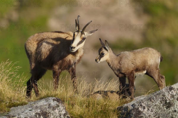A chamois and her fawn standing next to each other in a natural environment, chamois, chamois, (Rupicapra rupicaprae), fawn, wildlife, Vosges, France