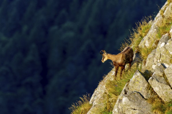 A chamois climbs up a steep rocky slope, in front of a dark forest, chamois, chamois, (Rupicapra rupicaprae), wildlife, Vosges, France