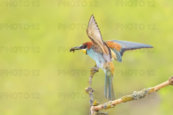 Bee-eater (Merops apiaster) adult bird landing on a thin branch, wildlife, mating, migratory bird, raptor, animals, birds, Lake Neusiedl National Park, Seewinkel, Burgenland, Austria