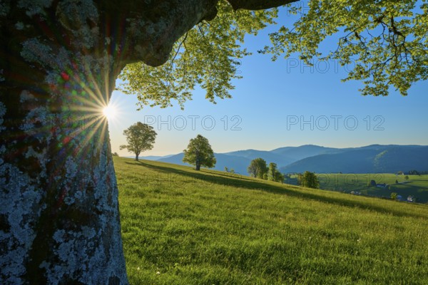 A beech tree stands on a green hill with a view of a sunny mountain landscape, spring, Schauinsland, Freiburg im Breisgau, Black Forest, Baden-Württemberg, Germany