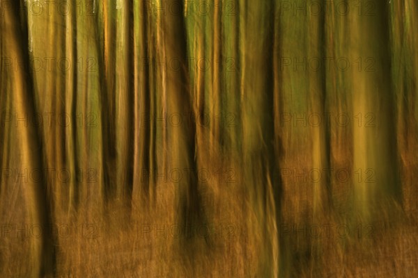 Forest at sunset. ICM (Intentional Camera Movement), blurred. Hollmuth, Neckargemünd, Rhine-Neckar district, Baden-Württemberg, Germany