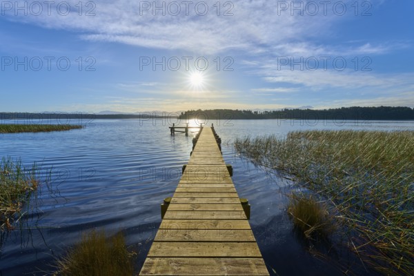 A wooden jetty juts out into the lake, surrounded by reeds and under a clear sky, Lake Mahinapua, Ruatapu, South Island, New Zealand