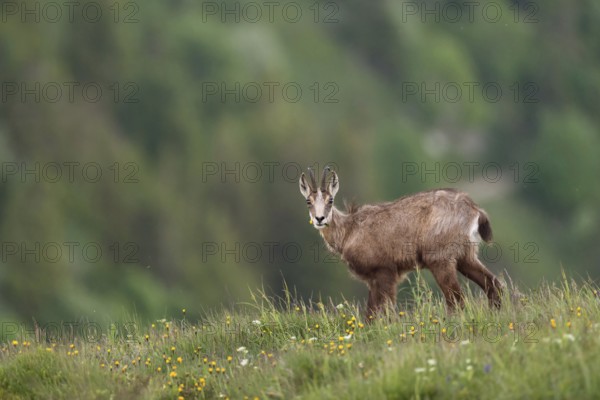 Where have all the flowers gone... Chamois (Rupicapra rupicapra), chamois feeding on grasses and herbs on a mountain meadow high above the valley, looking directly into the camera in surprise, native nature, Vosges, France, Western Europe