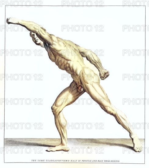 Anatomy, symbolic, man, side view of the gladiator in the Villa Borghese, Rome, Italy, anatomical view, profile and back view of an ancient gladiator, dynamic muscular pose
