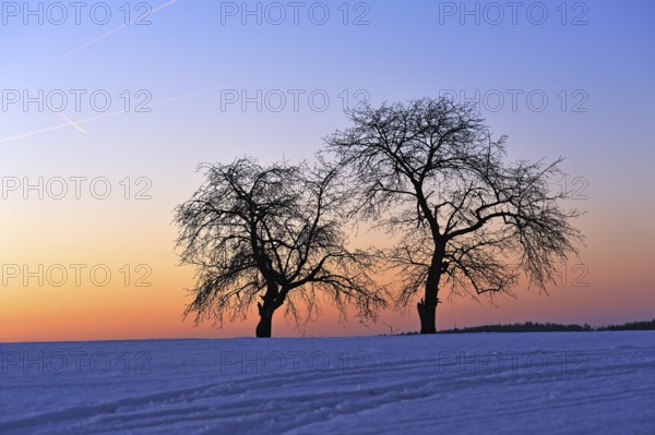 Two bare fruit trees against the evening sky in winter, Karsberg, Upper Franconia, Bavaria, Germany
