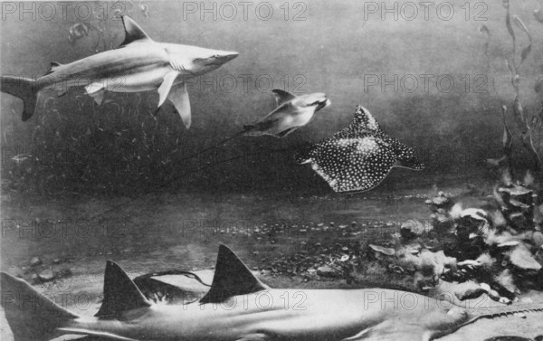 Underwater scene, photomontage ca. 1930s, showing: Grey reef shark (Carcharhinus amblyrhynchos), Spotted eagle ray (Aetobatus narinari), saw ray (Pristidae) and cow-nose ray (Rhinoptera)