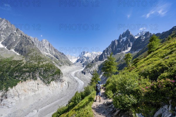 Picturesque mountain landscape with blooming alpine roses, imposing mountain peaks and glaciers, mountaineers on a hiking trail, Grand Balcon Nord, glacier tongue Mer de Glace, behind Grandes Jorasses, Mont Blanc massif, Montenvers, Chamonix, Haute-Savoie, France
