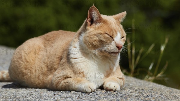 Beige cat enjoying the sun with closed eyes, Kalithea, cat station, Rhodes, Dodecanese, Greek Islands, Greece