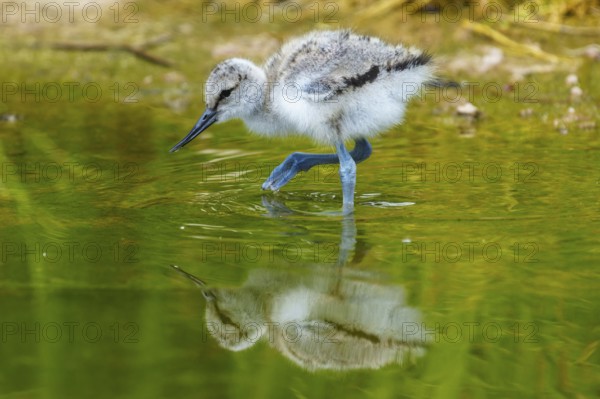 A bird moves carefully over the water, surrounded by nature, Avocet, (Recurvirostra avosetta), France