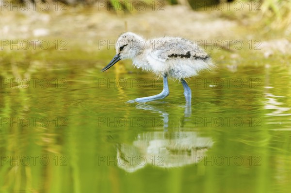 A young bird walks with its reflection on the water surface, Avocet, (Recurvirostra avosetta), France