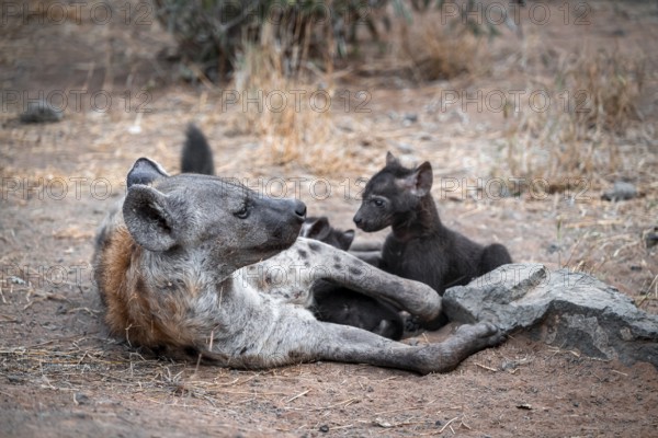 Spotted hyena (Crocuta crocuta), adult female with cubs, lying down, suckling her cubs, Kruger National Park, South Africa