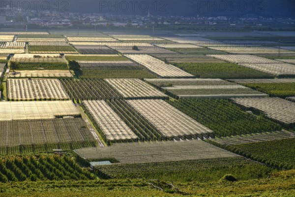 Apple orchards, vineyards, hail nets, monoculture, near Tramin an der Weinstraße, Unteretsch, South Tyrol, Italy