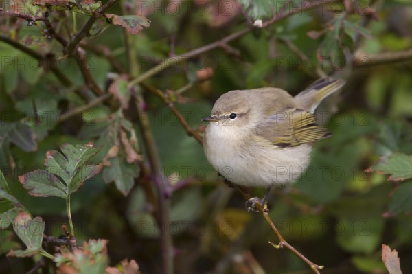 Common Chiffchaff - Zilpzalp - Phylloscopus collybita ssp. collybita, Germany, birc calling like collybita