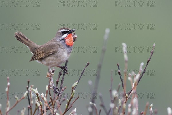 Siberian Rubythroat - Rubinkehlchen - Luscinia calliope, Russia (Ural), adult male