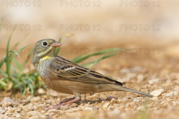 Ortolan, Ortolan Bunting, Emberiza hortulana, Bruant ortolan, Escribano Hortelano