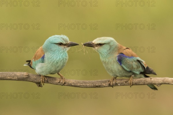 European Roller (Coracias garrulus) pair perched on a branch, Serbia