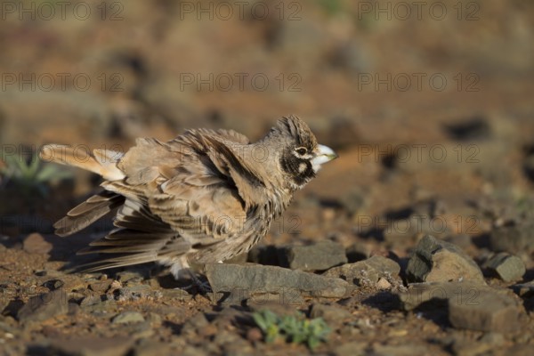 Thick-billed Lark - Knackerlerche - Rhamphocory clotbey, Morocco, male