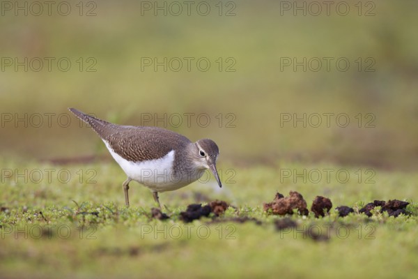 Common Sandpiper (Actitis hypoleucos) foraging, North Rhine-Westphalia, Germany