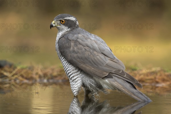 Havik man in vijver, northern goshawk male in pond