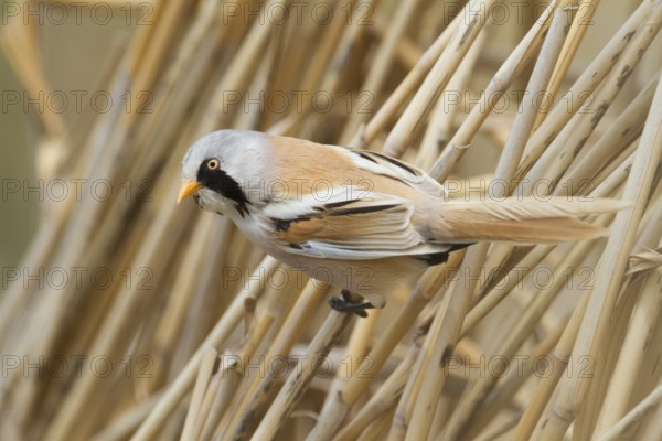 Bearded Reedling - Bartmeise - Panurus biarmicus ssp. russicus, Kazakhstan, adult male