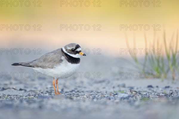 Common Ringed Plover (Charadrius hiaticula), Texel, Netherlands