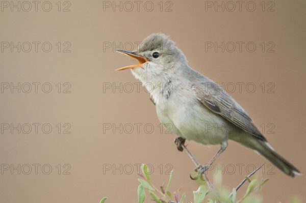 Uppchers Warbler - Dornspötter - Hippolais languida, Kyrgyzstan
