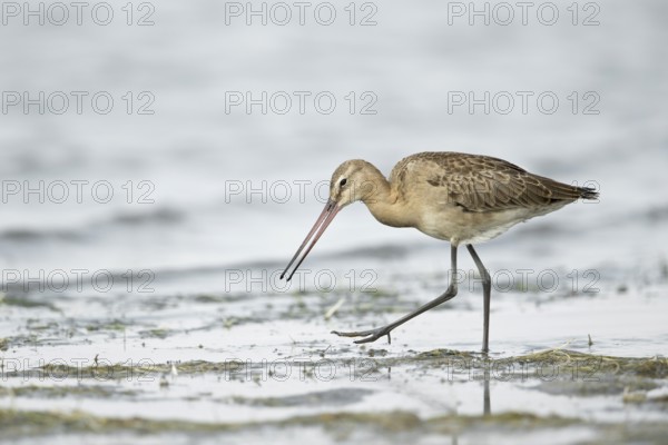 Black-tailed Godwit (Limosa limosa melanuroides) juvenile foraging at shoreline, Dornod-Aimag, Mongolia