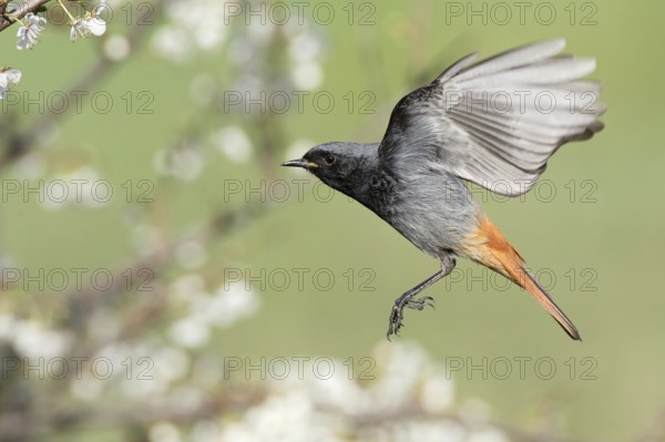Black Redstart (Phoenicurus ochruros) male flying, Rimini, Italy