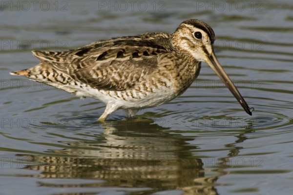 Swinhoe's Snipe (Gallinago megala), Western Australia, Australia