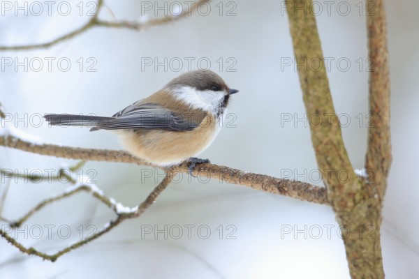 Grey-headed Chickadee (Poecile cinctus lapponicus) perched on a branch, Lapland, Finland