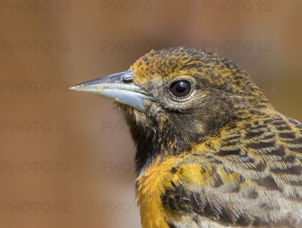Baltimore Oriole, Icterus galbula, portrait in Saskatoon, Saskatchewan