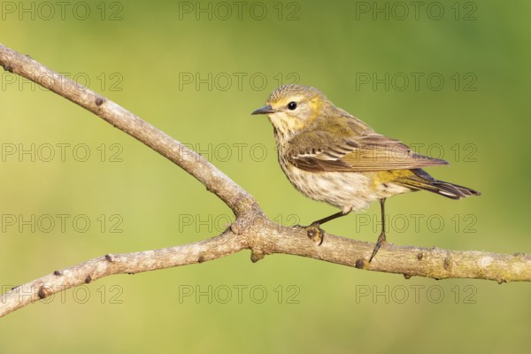 Cape May Warbler (Setophaga tigrina) female perched on a branch, Texas, USA