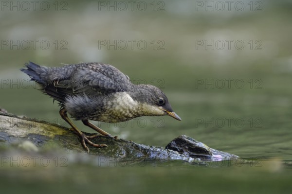 White-throated Dipper (Cinclus cinclus) juvenile foraging, North Rhine-Westphalia, Germany