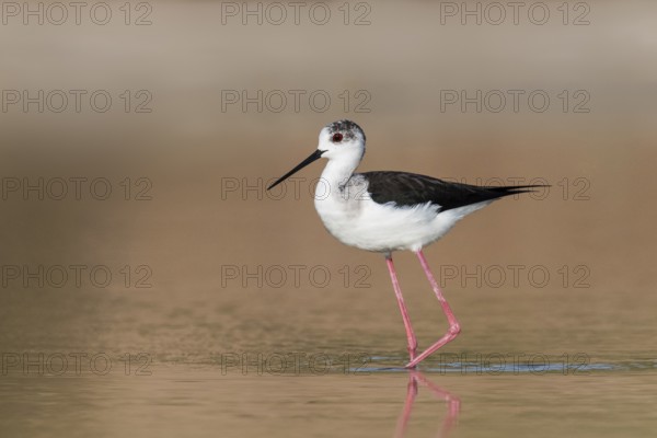 Black-winged Stilt (Himantopus himantopus) foraging, Eilat, Israel