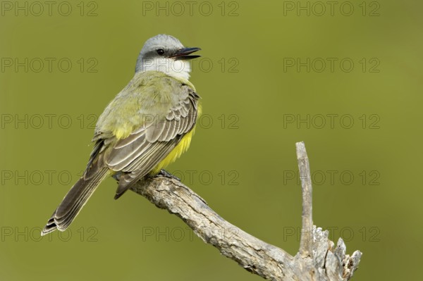Tropical Kingbird (Tyrannus melancholicus) singing, Texas, USA