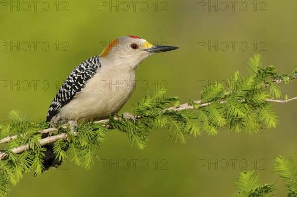 Golden-fronted Woodpecker (Melanerpes aurifrons), Texas, USA