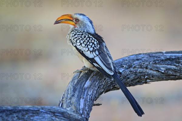 Southern Yellow-billed Hornbill, Tockus leucomelas. Etosha, Namibia, Africa. Detail portrait of bird with big yellow bill. Wildlife scene from African nature