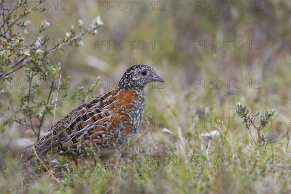 Painted Buttonquail (Turnix varius) female, Australia
