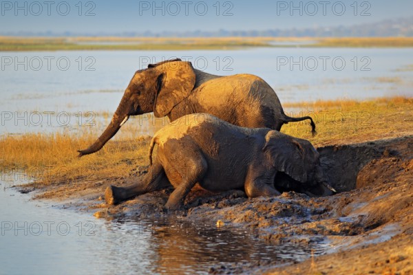 Elephant playing in muddy water. African elephants drinking at a waterhole lifting their trunks, Chobe National park, Botswana, Africa. Wildlife scene from nature. Elephant in the water. Animal family