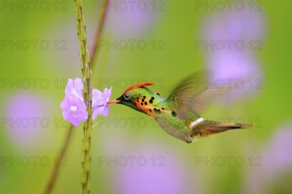 Tufted Coquette, colourful hummingbird with orange crest and collar in the green and violet flower habitat. Bird flying next to pink flower, clear green background, action scene from Trinidad