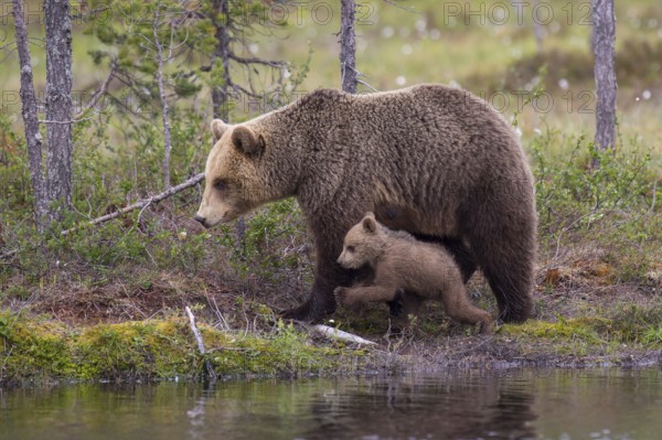 Eurasian Brown Bear (Ursus arctos) mother with cub, Finland