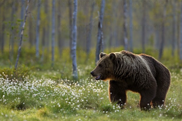 Brown bear walking in forest, morning light. Dangerous animal in nature taiga and meadow habitat. Wildlife scene from Finland near Russian border. Cotton grass bloom around the lake, summer
