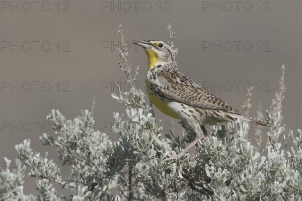 Western Meadowlark (Sturnella neglecta), British Columbia, Canada